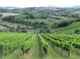 From Bologna: Wine Tasting and Vineyard Tour with the winemaker