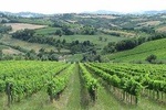 From Bologna: Wine Tasting and Vineyard Tour with the winemaker