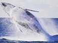 Whale Watching Sailing Experience in Sydney