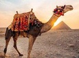 Pyramids camel ride sunrise