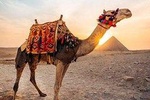 Pyramids camel ride sunrise