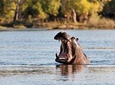 Chobe Day Trip From Livingstone/Victoria Falls