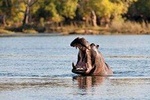 Chobe Day Trip From Livingstone/Victoria Falls