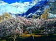 Cherry Blossoms Trip to Northern Areas of Pakistan 2020 (8D 7N)