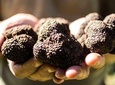 Truffle experience