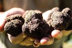 Truffle experience