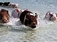 West End - Swim with the Pigs Experience
