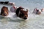 West End - Swim with the Pigs Experience