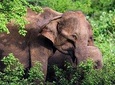 Udawalawe National Park Safari from Weligama