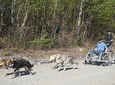 Mush Your Own Sled Dog Team (Summer/Fall Tour)