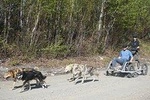 Mush Your Own Sled Dog Team (Summer/Fall Tour)
