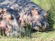 3 Night Safari- Let Your Soul Fly Hluhluwe KZN