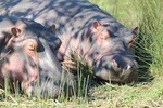 3 Night Safari- Let Your Soul Fly Hluhluwe KZN