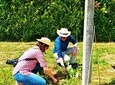 Wine & Vine Planting at Quinta de Santa Cristina Vinho Verde Wine Estate
