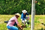 Wine & Vine Planting at Quinta de Santa Cristina Vinho Verde Wine Estate