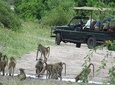 Mosi Oa Tunya National Park Game Drive & White Rhino Safari Experience