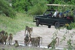 Mosi Oa Tunya National Park Game Drive & White Rhino Safari Experience