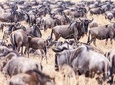 4-Day Masai Mara - Private luxury safari