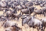 4-Day Masai Mara - Private luxury safari