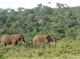 Overnight Safari To Aberdare National Park From Nairobi