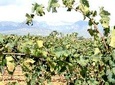 Sa Clasta Wine Tours, Mallorca