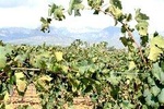 Sa Clasta Wine Tours, Mallorca