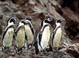 Ballestas Islands tour from Pisco