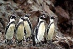 Ballestas Islands tour from Pisco