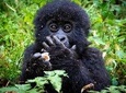 2 Days Mountain Gorilla Safari Rwanda