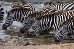 Introducing Kenya Safari Package