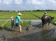 Hoi An Countrylife Tour Experience & Vietnamese Dinner