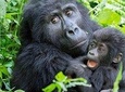 3 Day Gorilla Trekking Tour