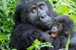 3 Day Gorilla Trekking Tour