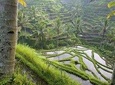 Ubud Culture And Panorama Tour