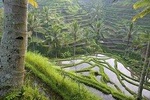 Ubud Culture And Panorama Tour