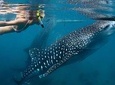 Whale Shark Experience Lifetime Memories in Cancun (lunch and water included)