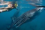 Whale Shark Experience Lifetime Memories in Cancun (lunch and water included)