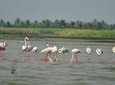 Bundala National Park Safari from Galle