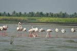 Bundala National Park Safari from Galle