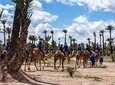 Camel ride in Marrakech palm grove