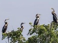 Bundala National Park Safari From Hambantota Port