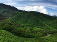 Cameron Highlands Private Full Day Tour