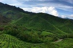 Cameron Highlands Private Full Day Tour