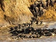 The Great Wildebeest Migration