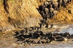 The Great Wildebeest Migration