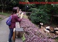 Half Day Private Tour: Chengdu Research Base of Giant Panda Breeding