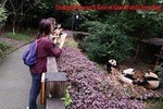 Half Day Private Tour: Chengdu Research Base of Giant Panda Breeding