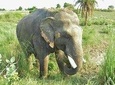 Pickup Jaipur & Visit To Tajmahal - Agra Fort & Wildlife SOS Then Drop Delhi