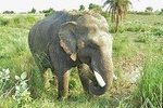 Pickup Jaipur & Visit To Tajmahal - Agra Fort & Wildlife SOS Then Drop Delhi