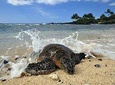 Kona Shore Excursion: Hawaiian Sea Turtles , Historic Kona & Coffee